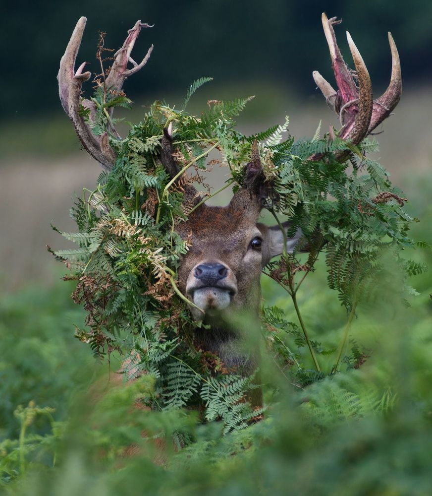 Wildlife