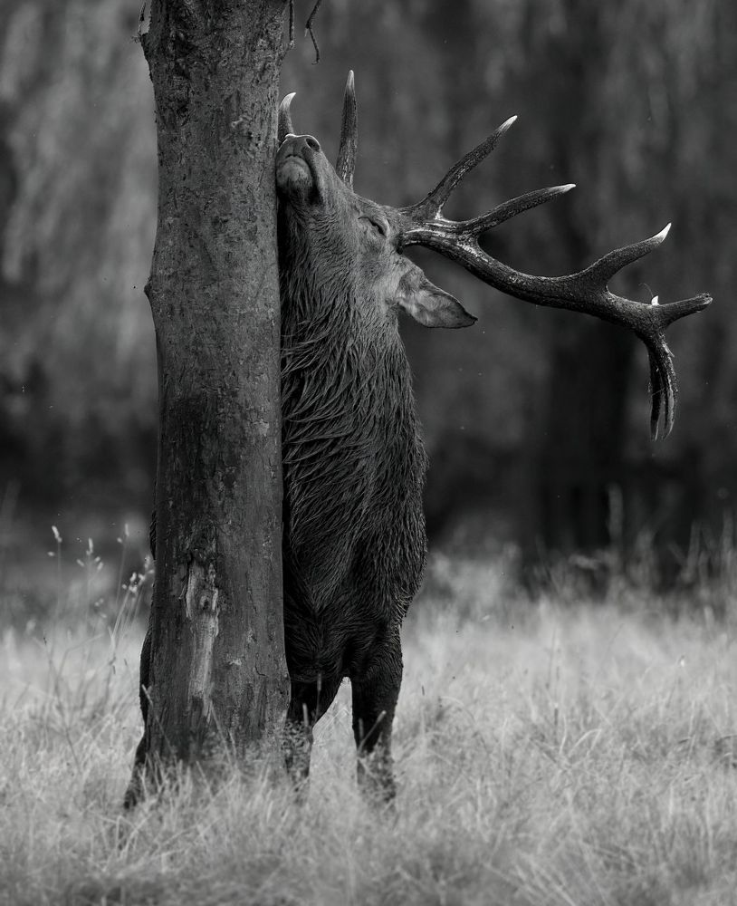 Wildlife