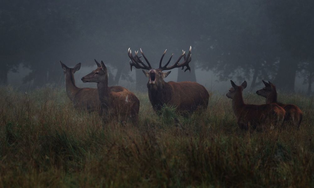 Wildlife