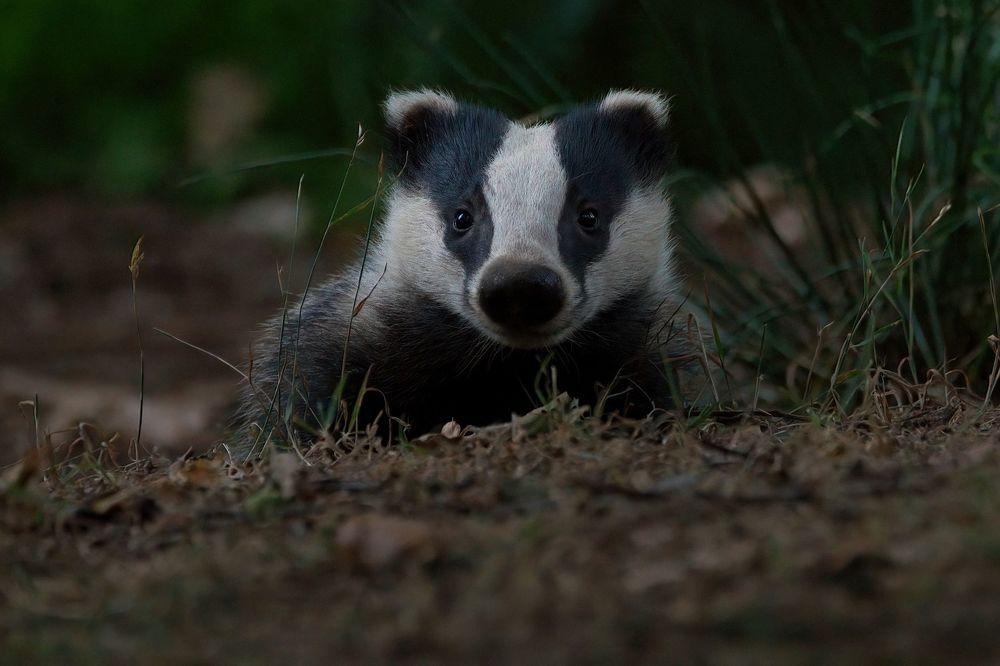Wildlife