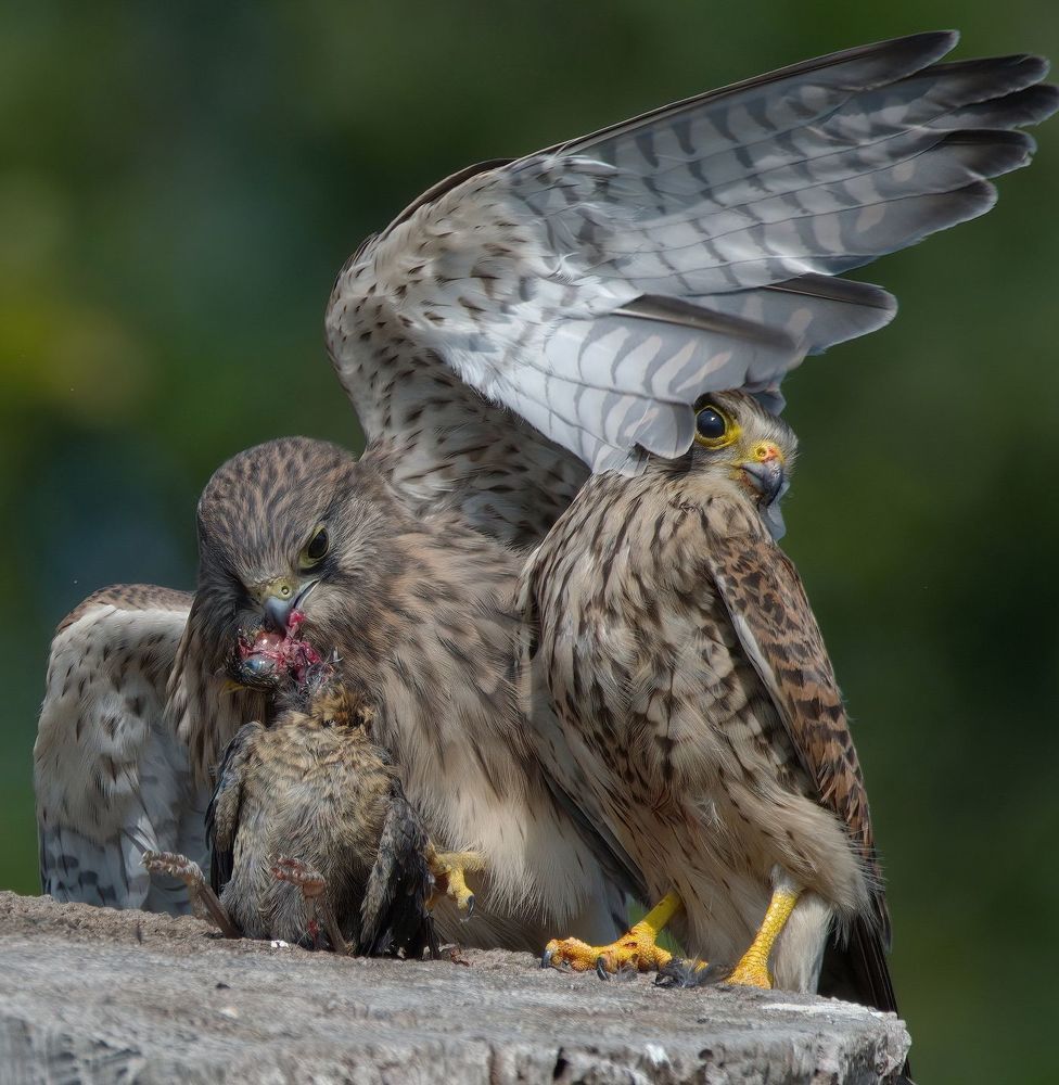 Wildlife