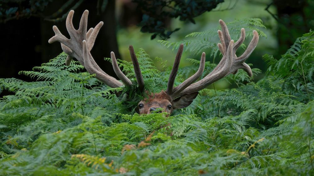 Wildlife