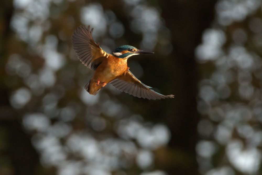 Wildlife