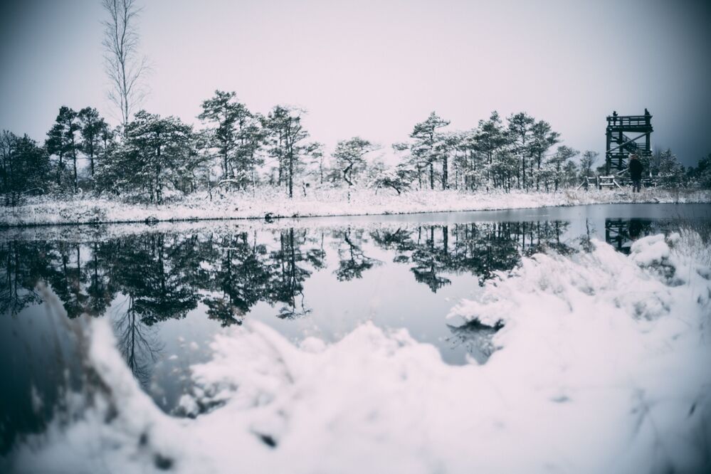 Cold winter landscape frozen snow swamp Kemeri