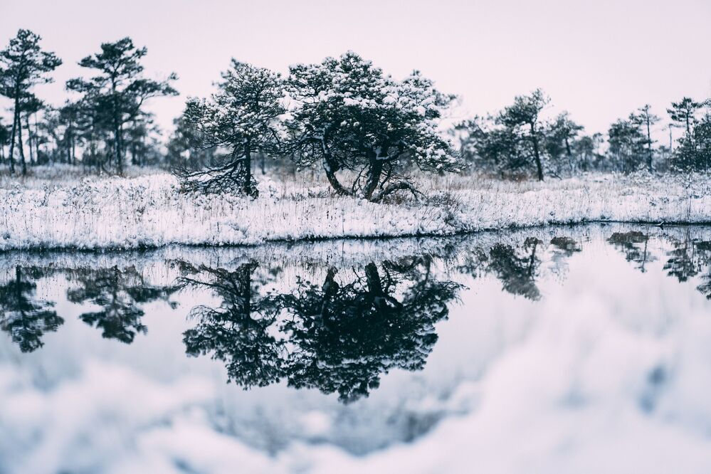 Cold winter landscape frozen snow swamp Kemeri