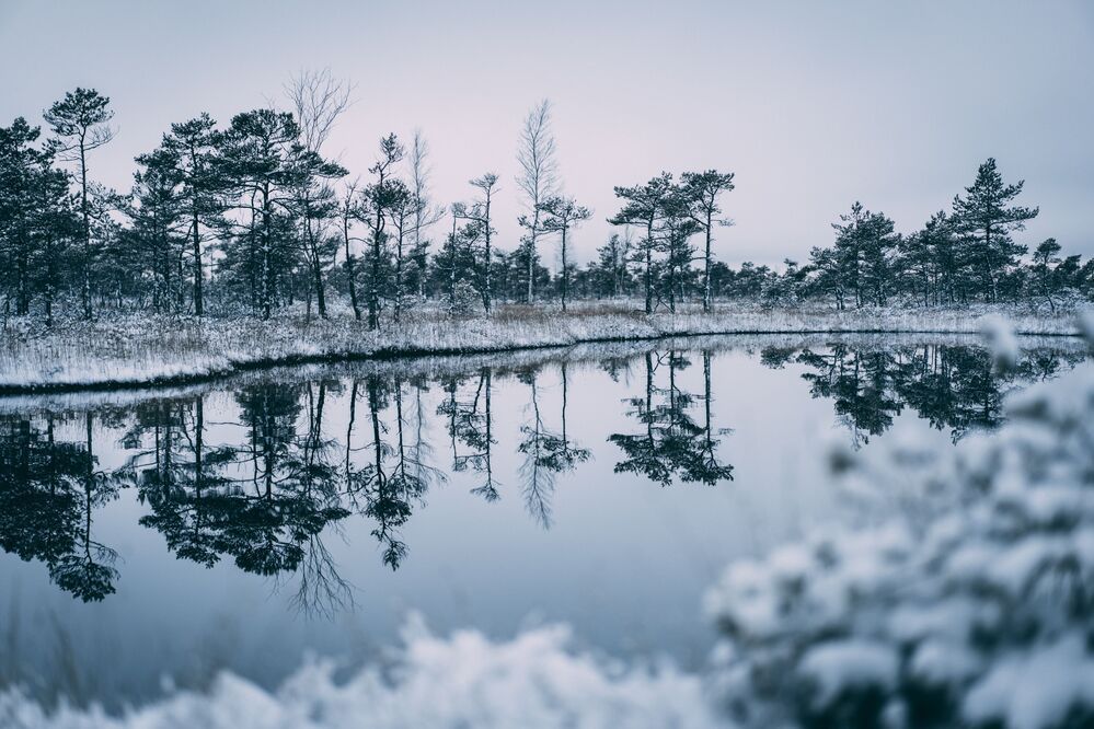 Cold winter landscape frozen snow swamp Kemeri