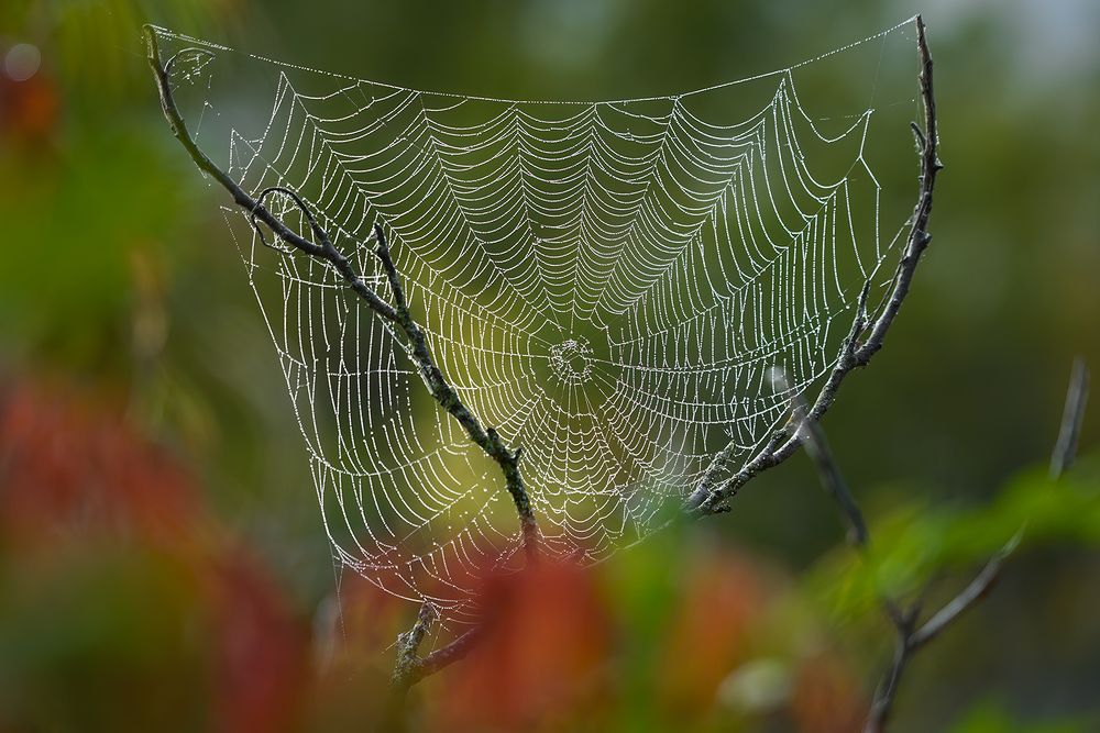 Spider sails