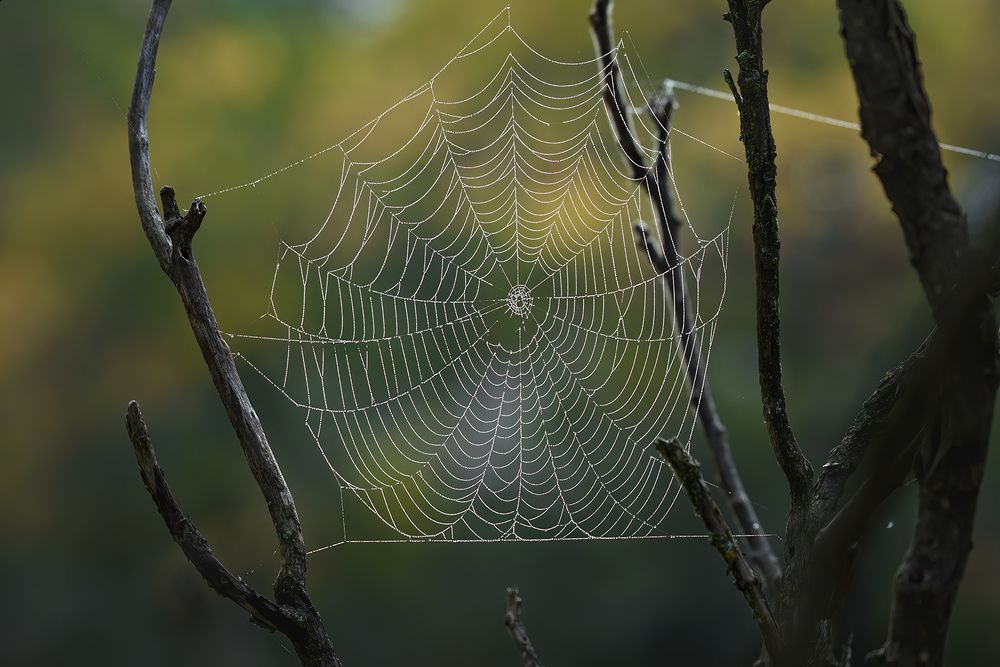 Spider sails