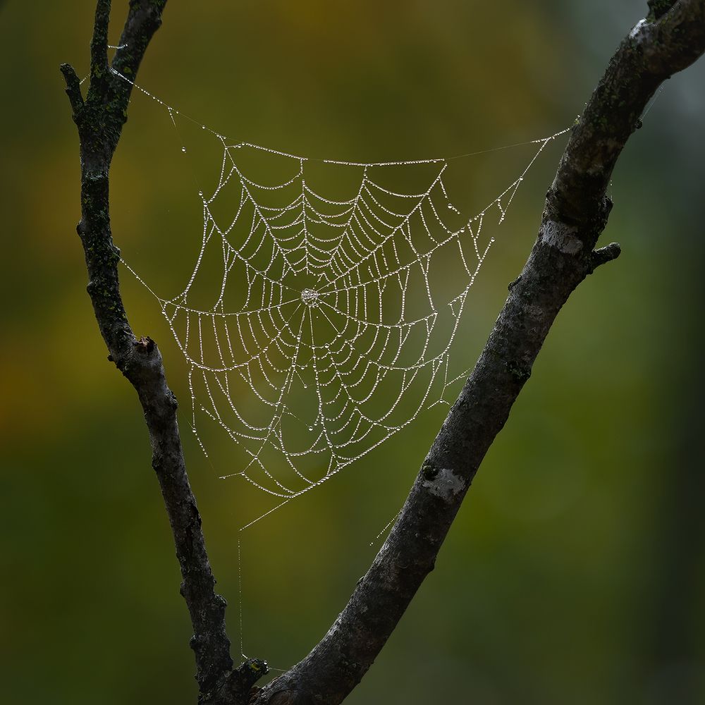 Spider sails