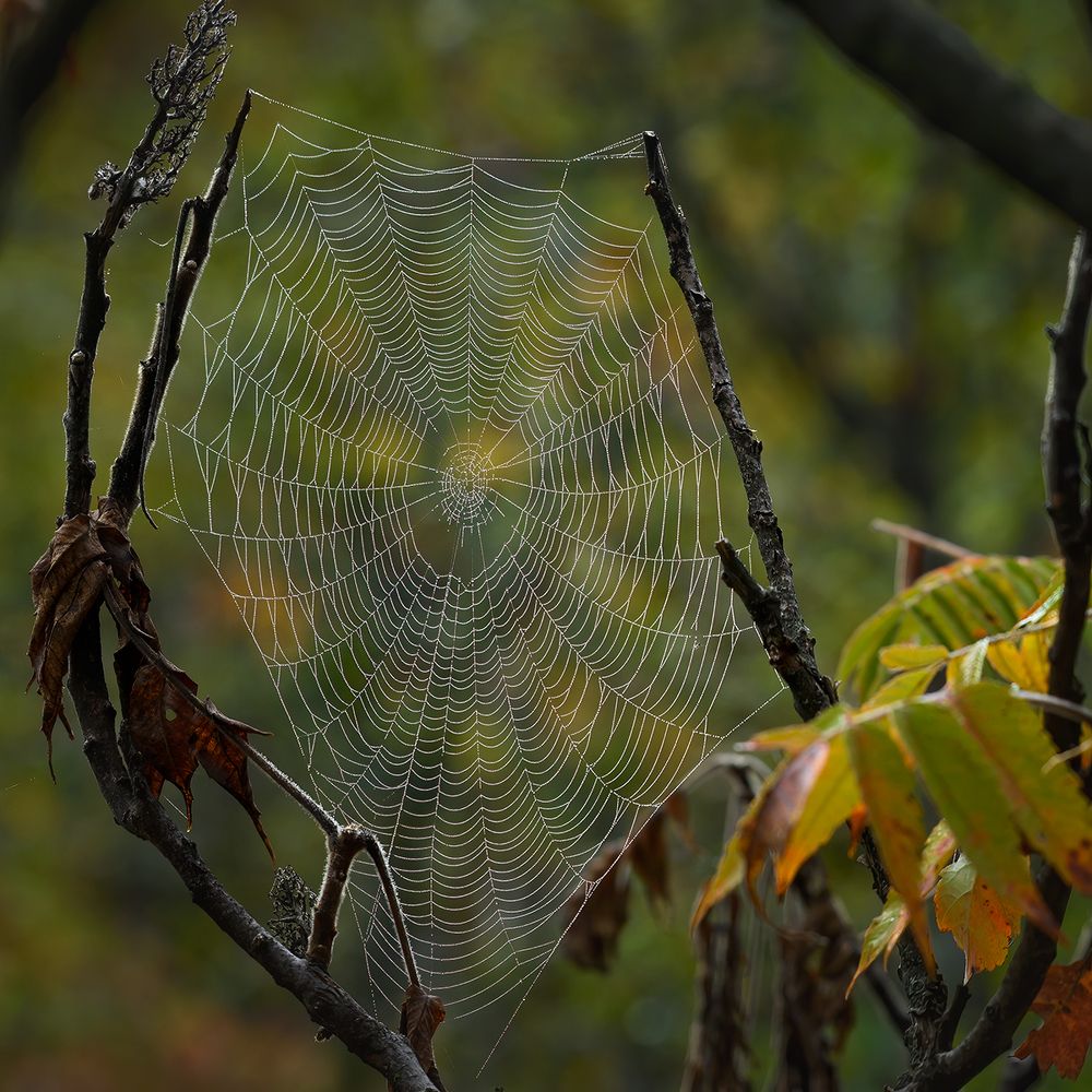 Spider sails
