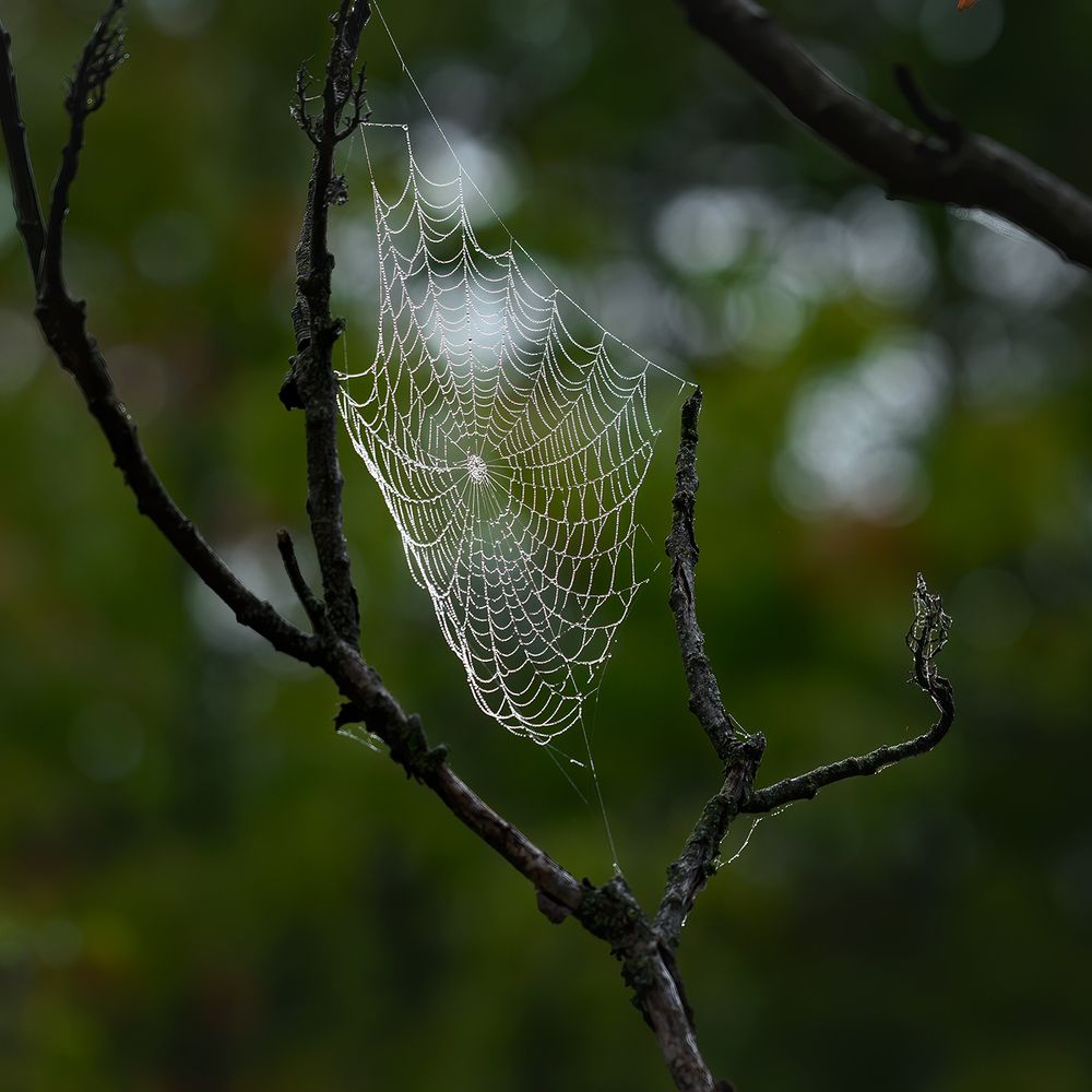 Spider sails