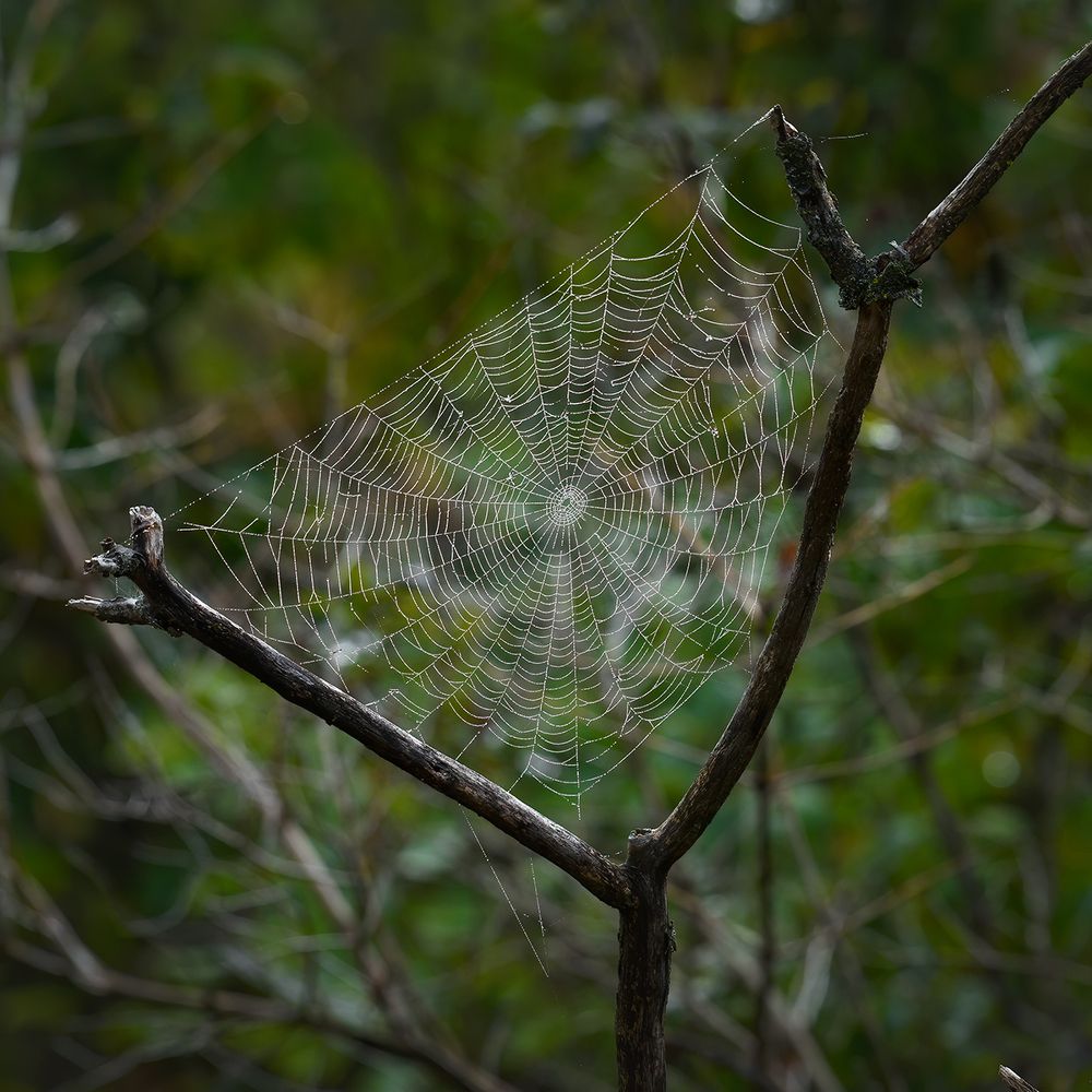 Spider sails