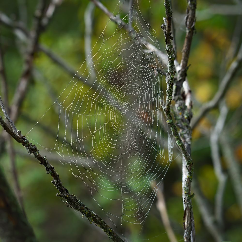 Spider sails