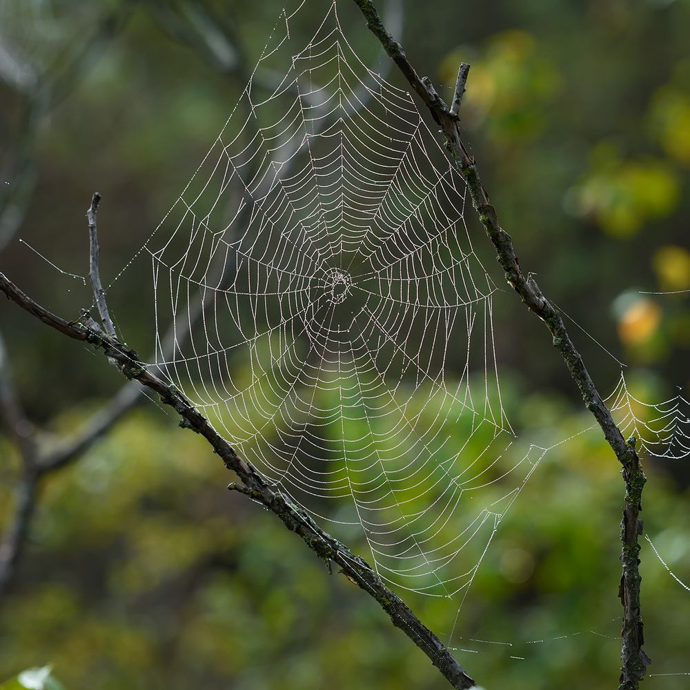 Spider sails
