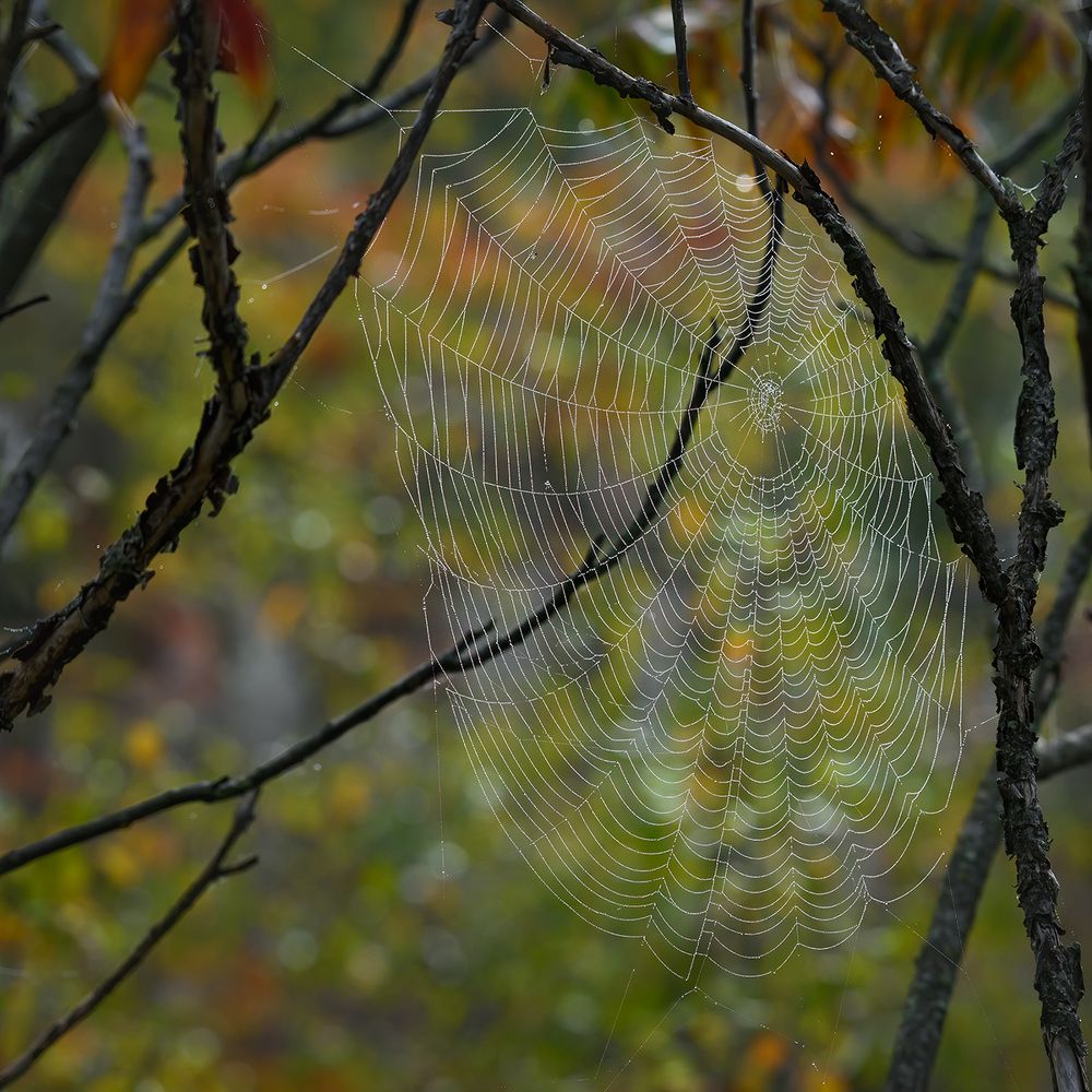 Spider sails
