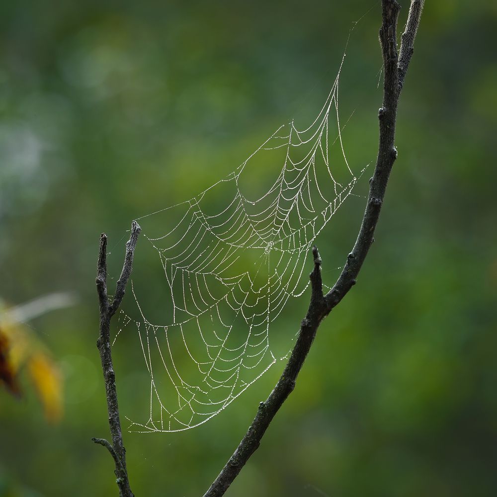Spider sails