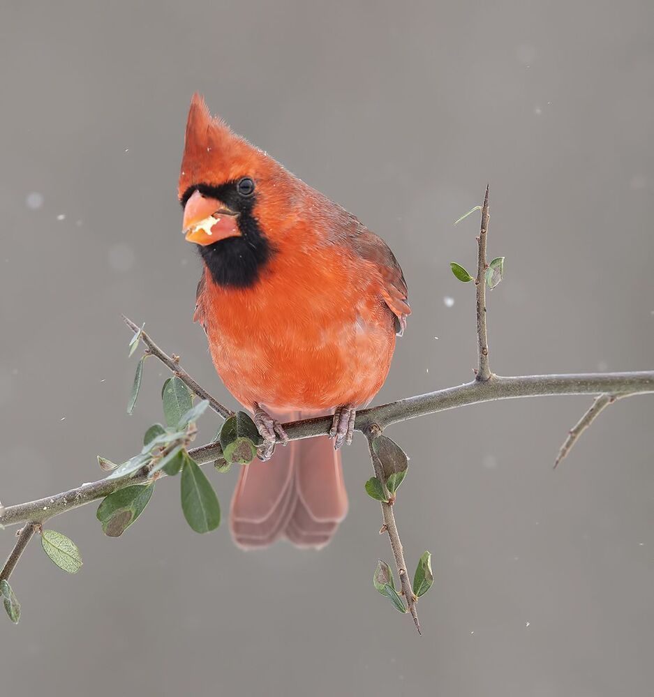 Northern Cardinal  couple - Красный кардинал самец  и самка