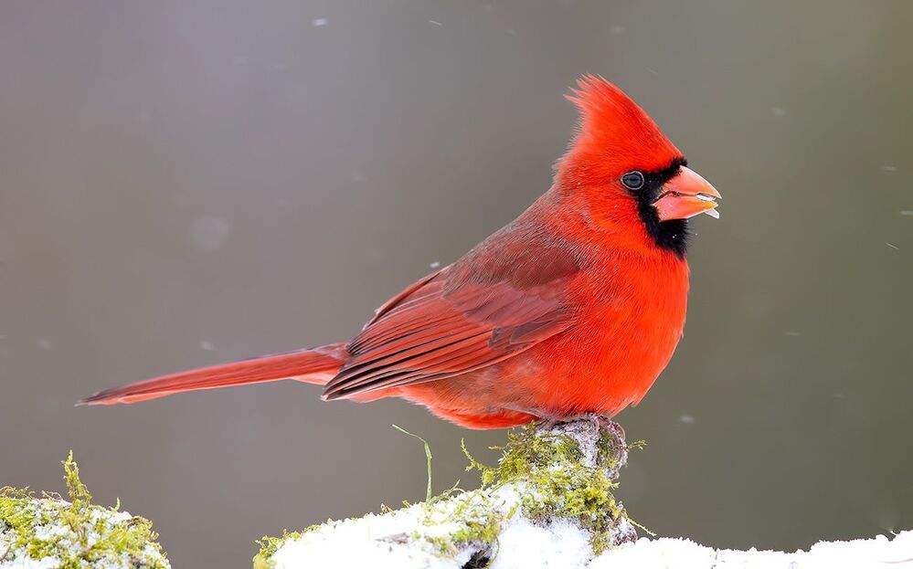 Northern Cardinal  couple - Красный кардинал самец  и самка