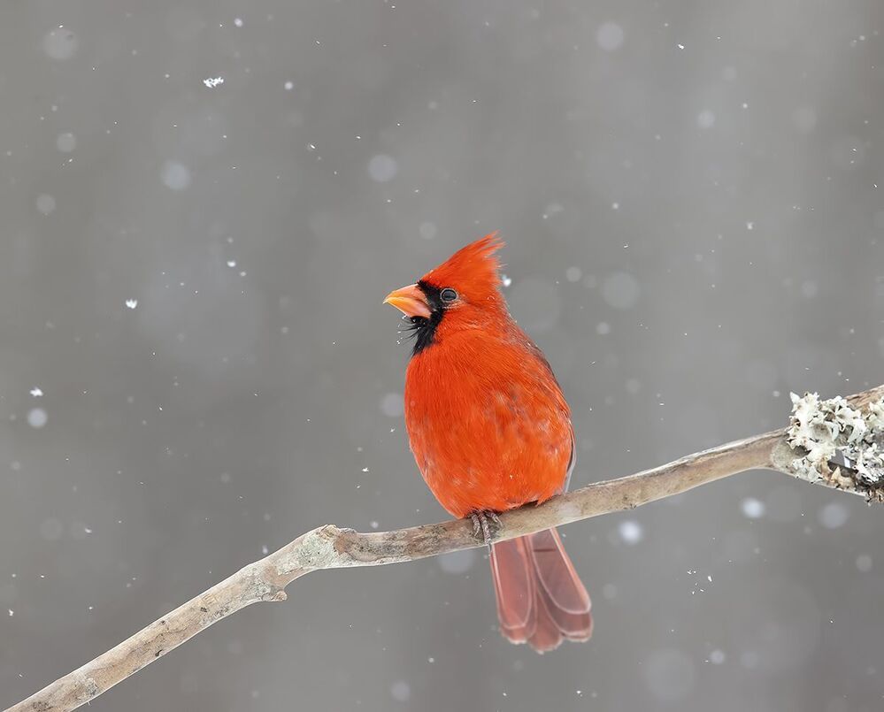 Northern Cardinal  couple - Красный кардинал самец  и самка