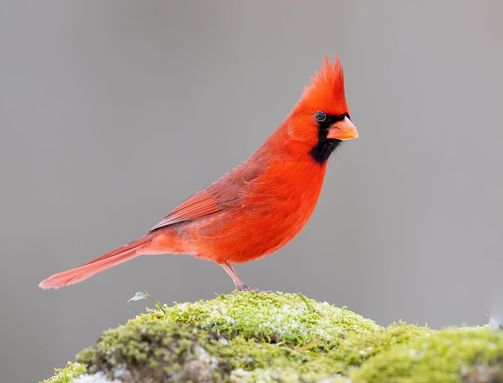 Northern Cardinal  couple - Красный кардинал самец  и самка