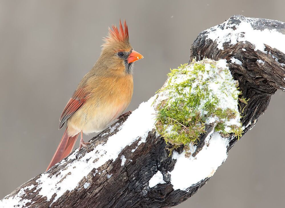 Northern Cardinal  couple - Красный кардинал самец  и самка
