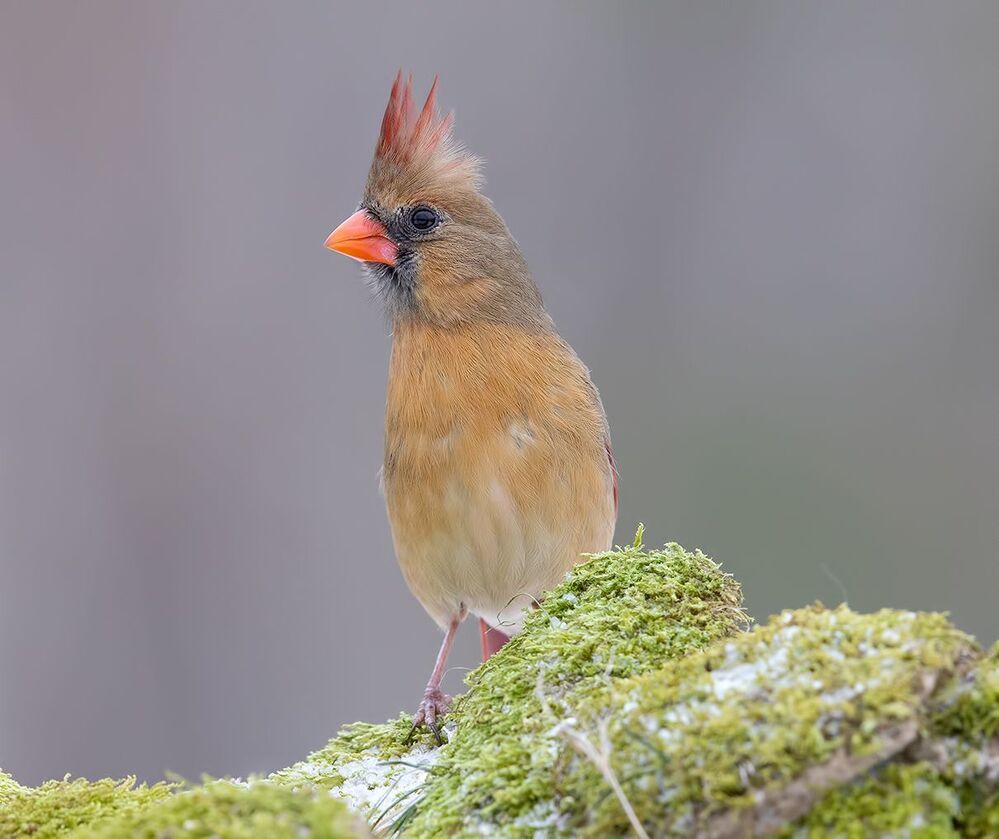 Northern Cardinal  couple - Красный кардинал самец  и самка