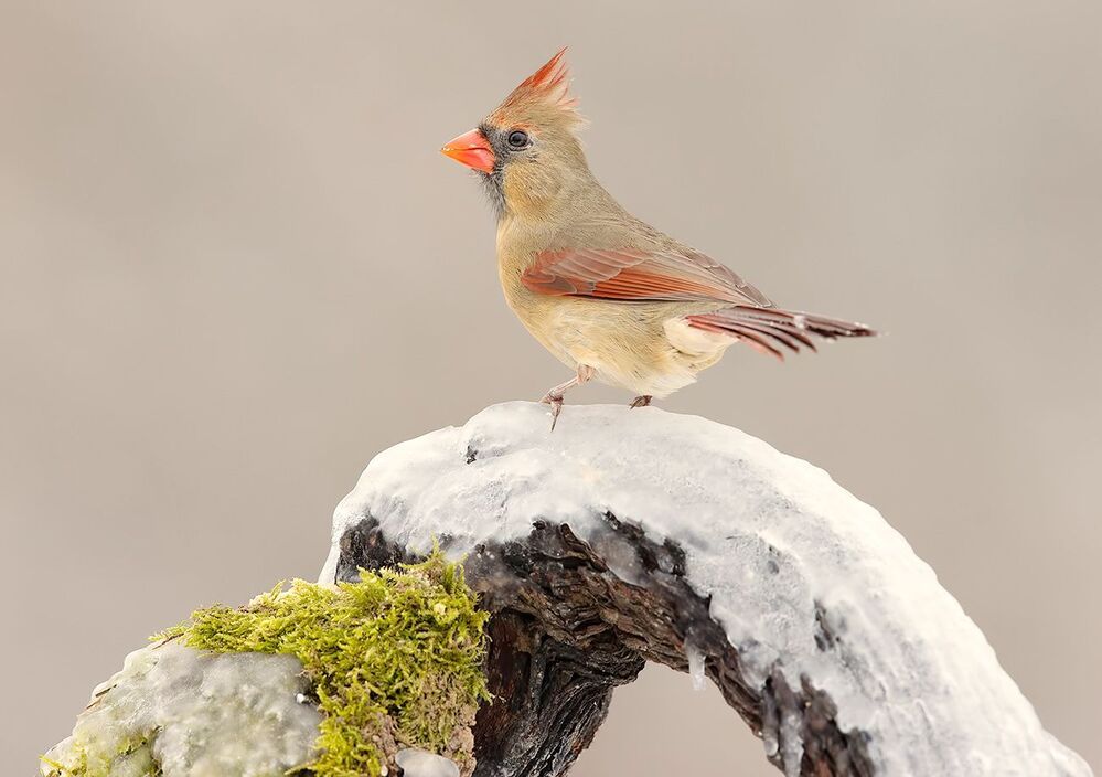 Northern Cardinal  couple - Красный кардинал самец  и самка