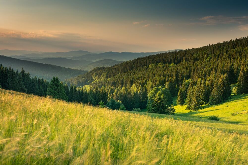 my landscapes