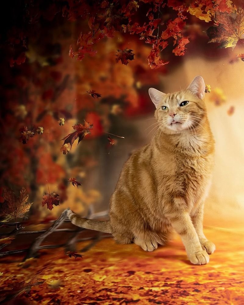 Осенние Котики - Autumn Сats