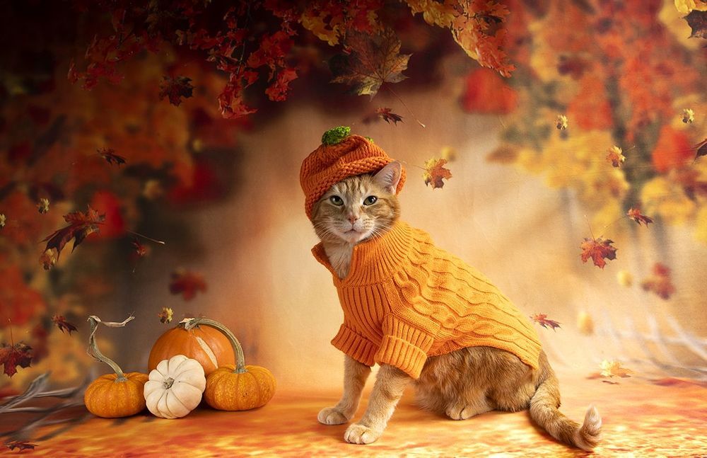 Осенние Котики - Autumn Сats