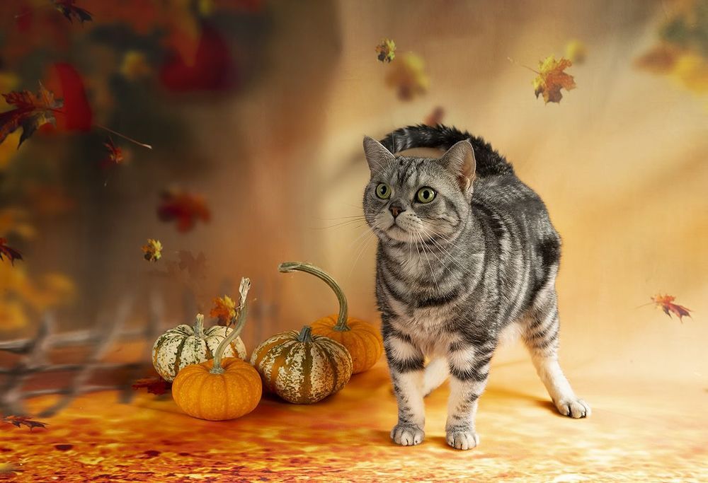 Осенние Котики - Autumn Сats