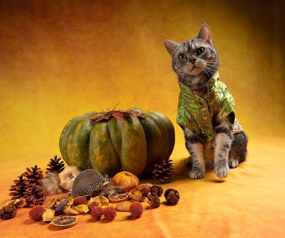 Осенние Котики - Autumn Сats