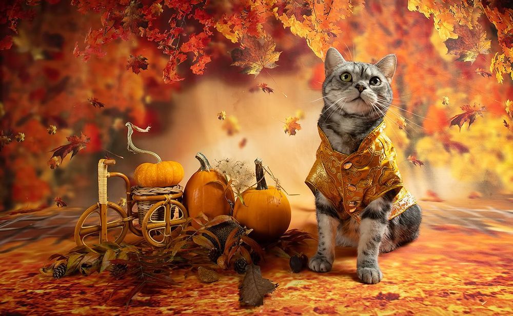 Осенние Котики - Autumn Сats