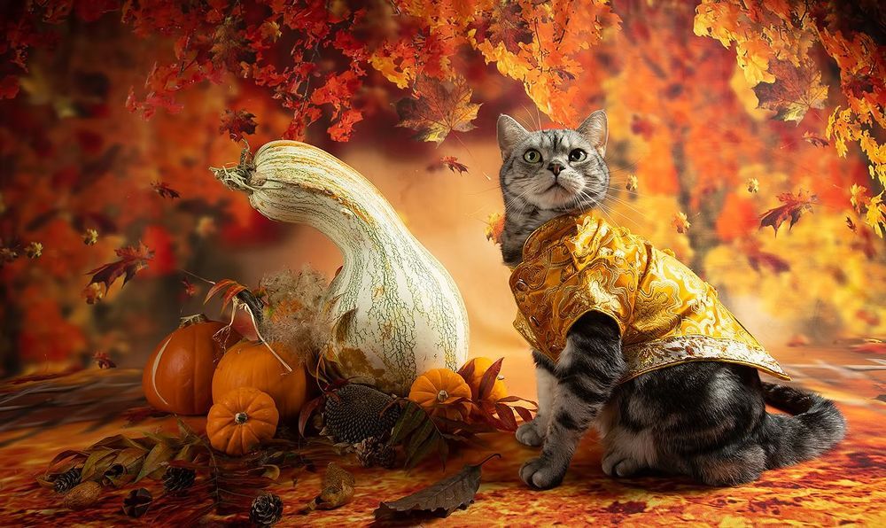 Осенние Котики - Autumn Сats