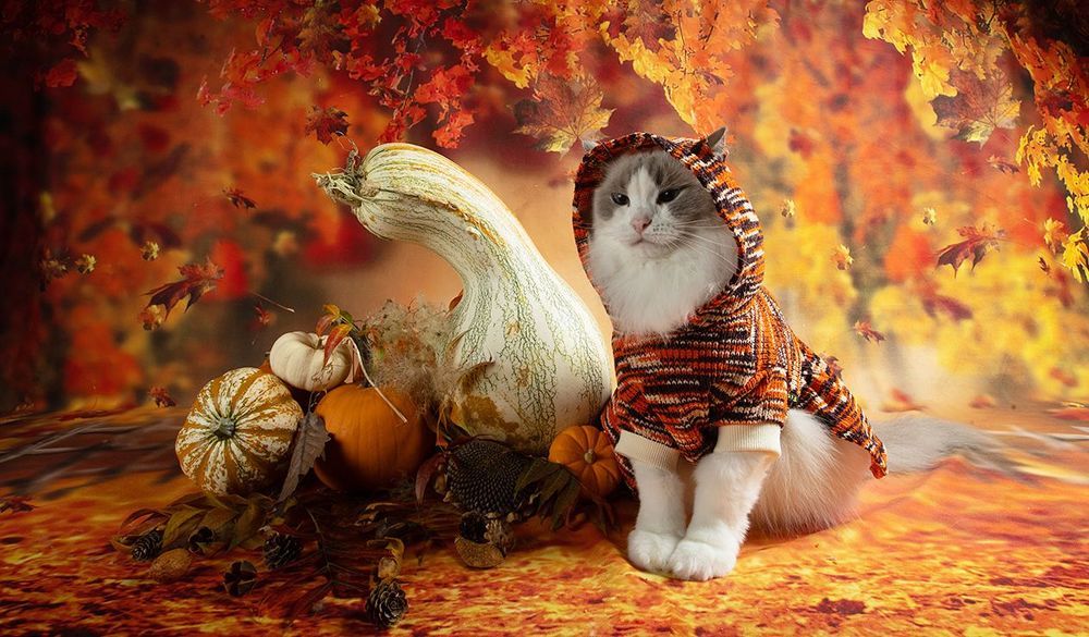 Осенние Котики - Autumn Сats