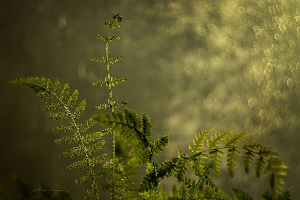green*овая