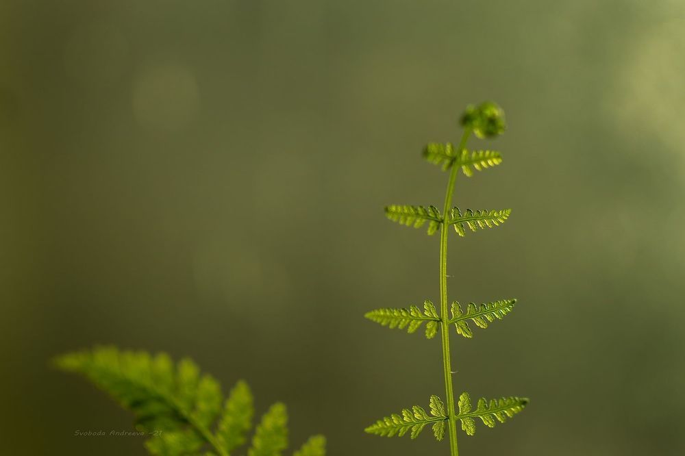 green*овая