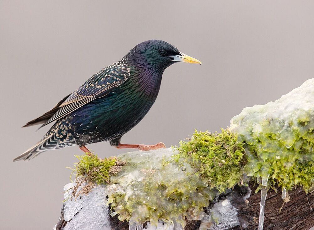 European Starling. Обыкновенный скворец