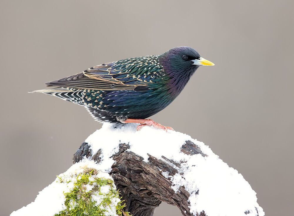 European Starling. Обыкновенный скворец