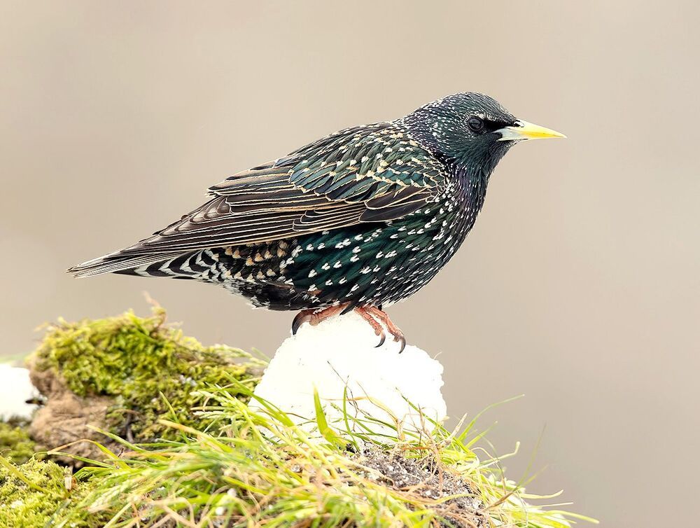 European Starling. Обыкновенный скворец