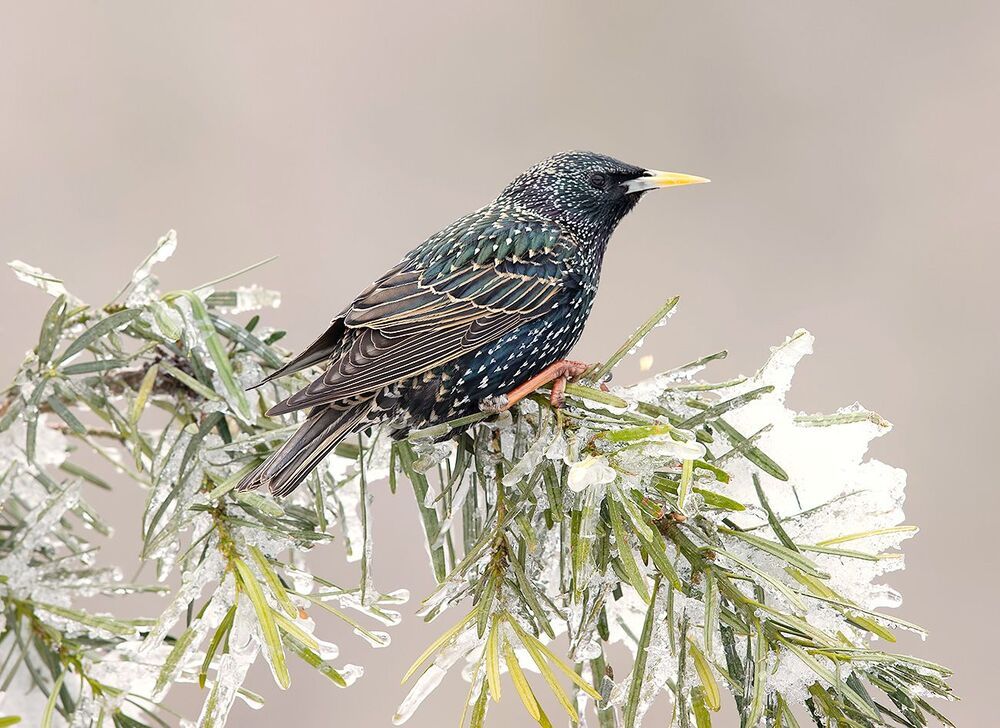 European Starling. Обыкновенный скворец