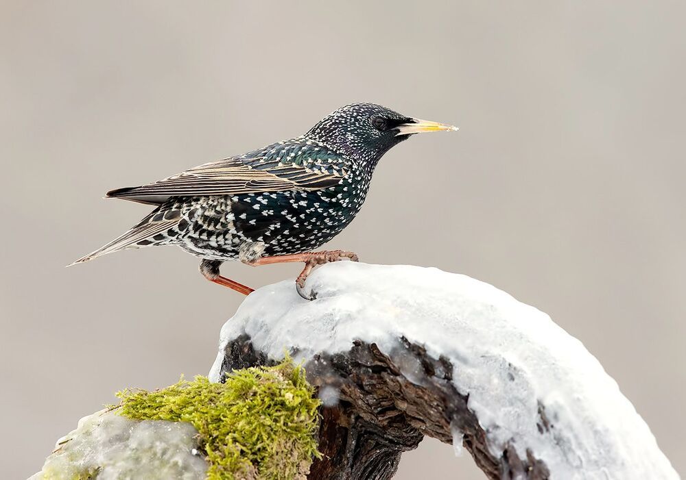 European Starling. Обыкновенный скворец