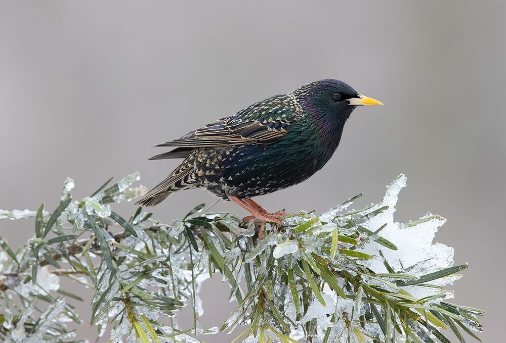 European Starling. Обыкновенный скворец