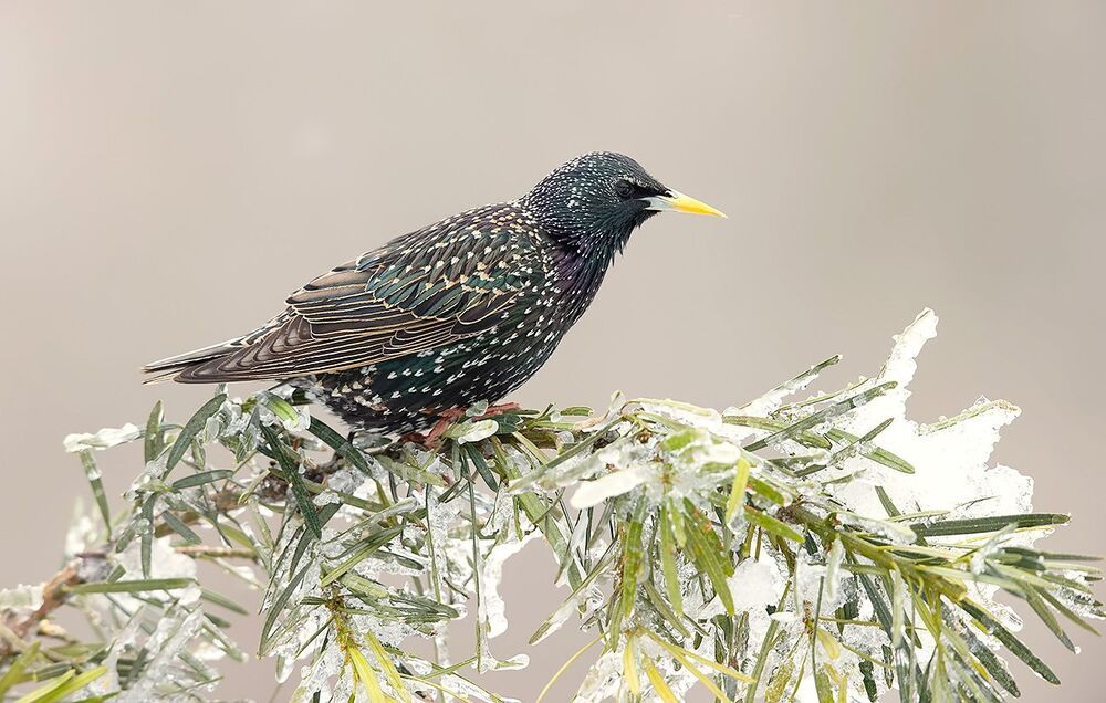 European Starling. Обыкновенный скворец