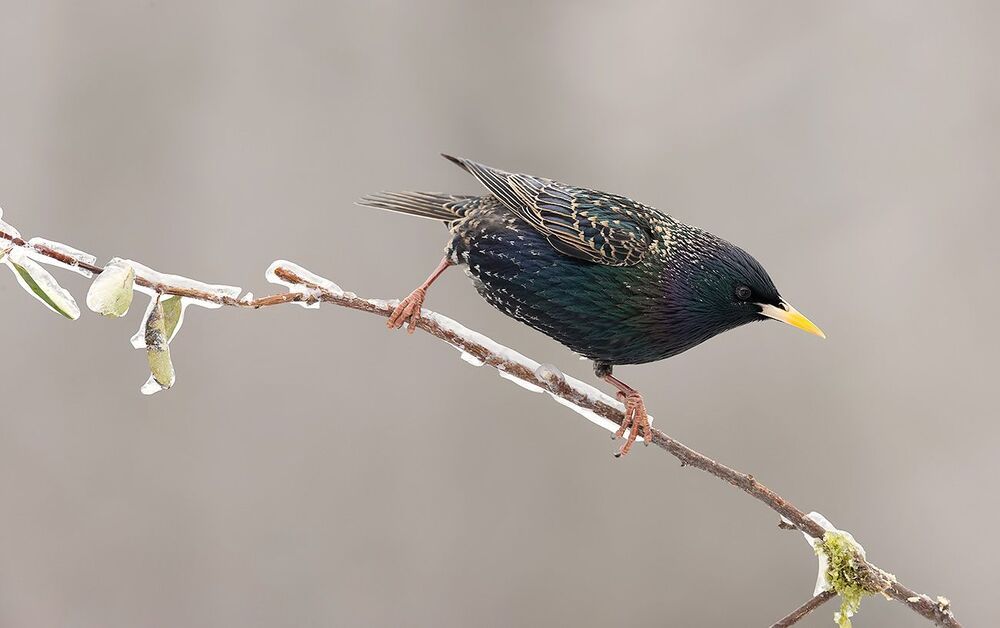 European Starling. Обыкновенный скворец