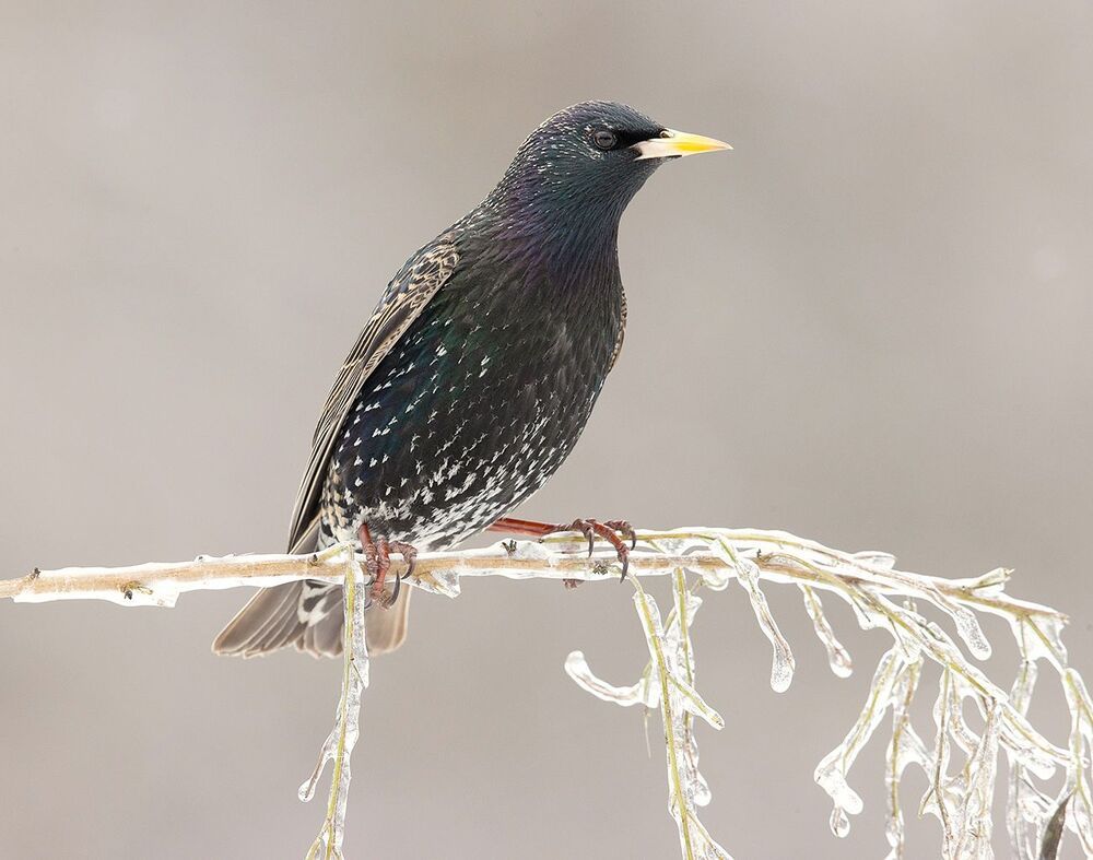 European Starling. Обыкновенный скворец