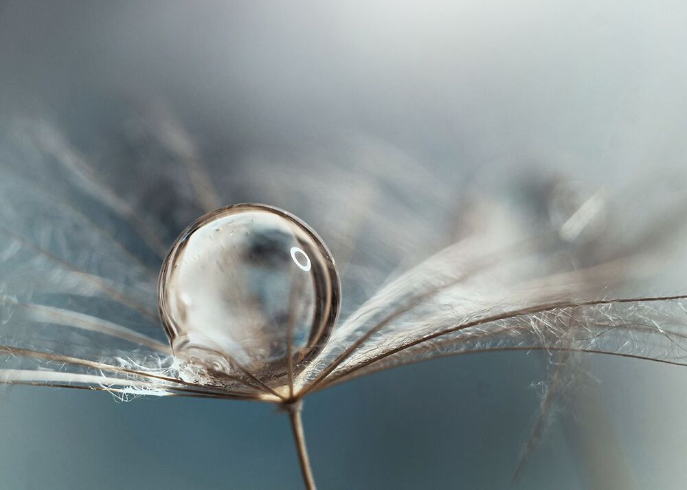 Dandelions