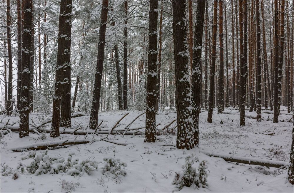 Первый снег на краю леса