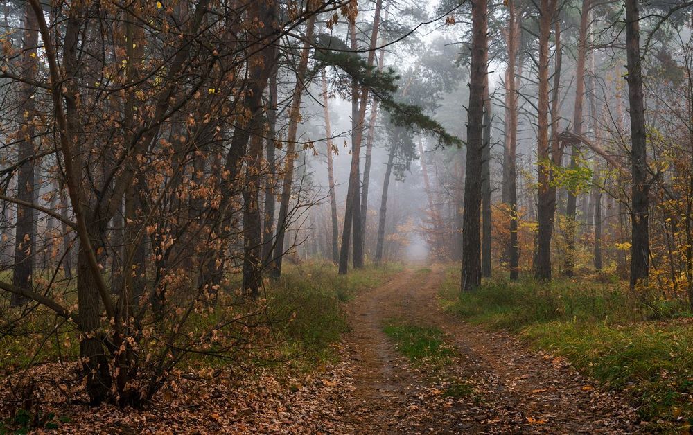 Когда клёны сбросили наряд