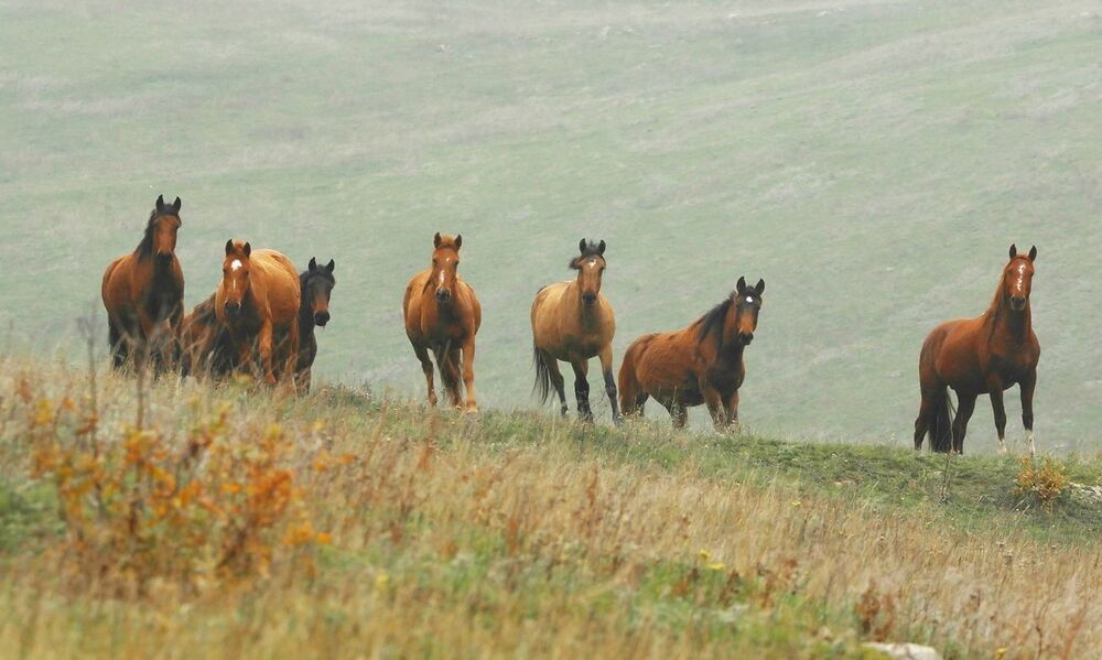 Табун..
